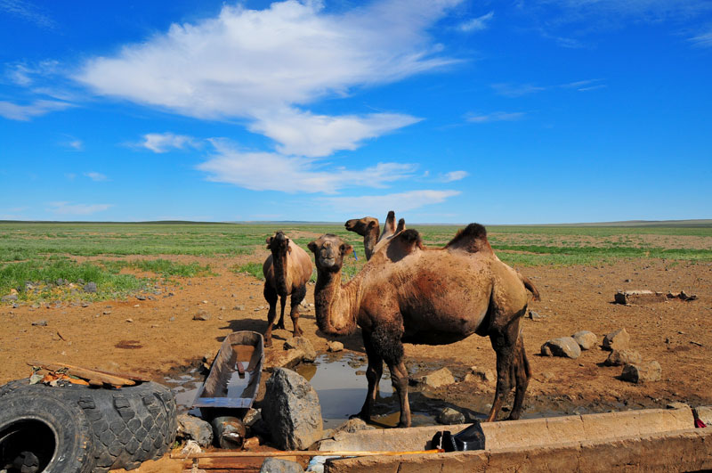 Mongolie